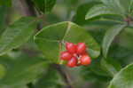 Trumpet honeysuckle